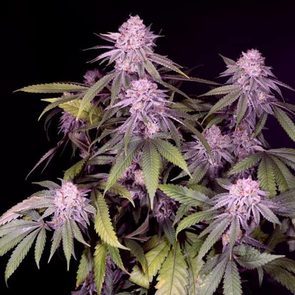 Permanent Marker semilla > Sacred Terps | Semillas feminizadas  |  Índica